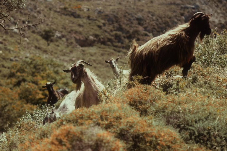 خانيا: جولة سفاري جيب بالوس 4 × 4 من كيساموس