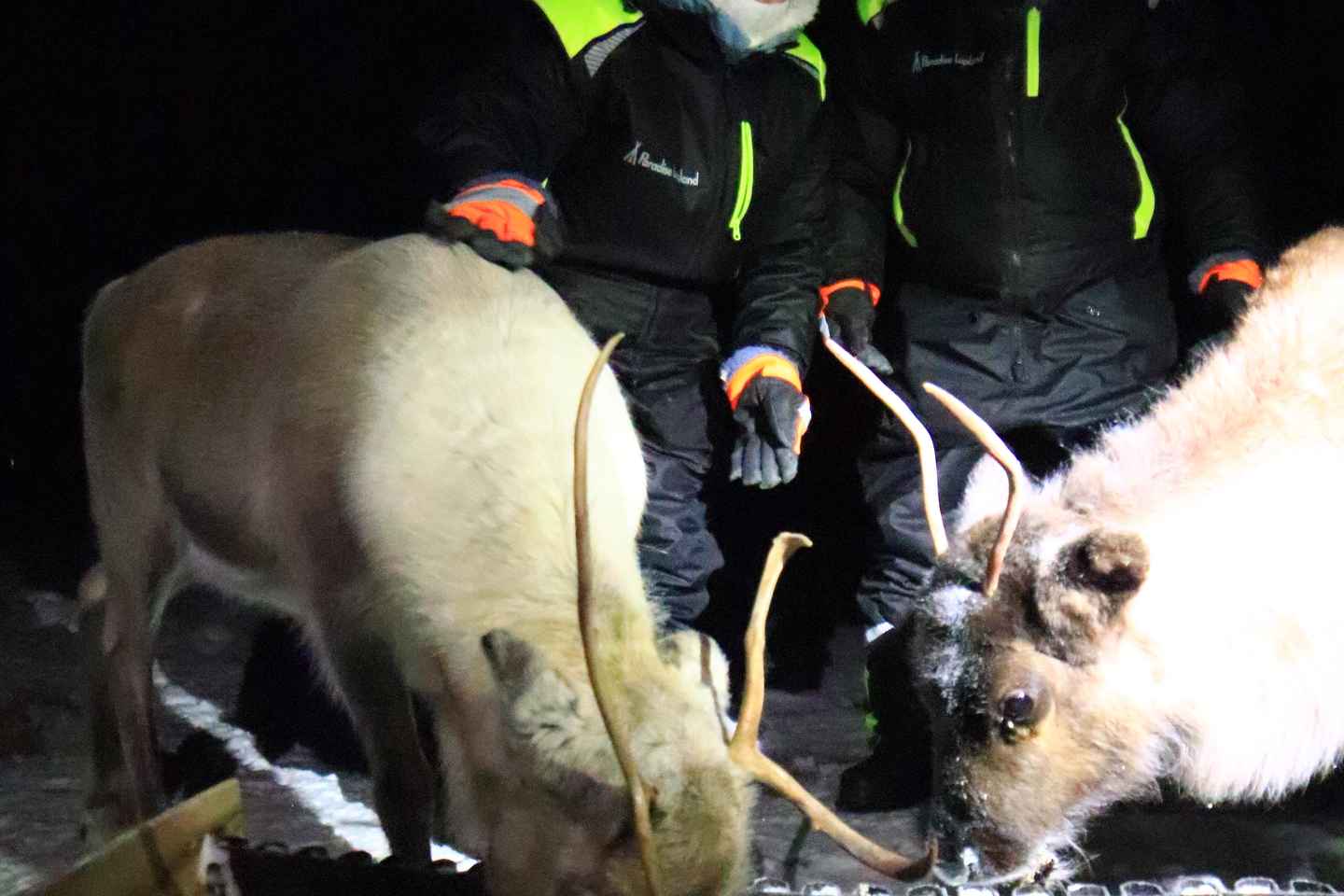 Kiruna: Alimentación de Renos y Tour de la Aurora Boreal