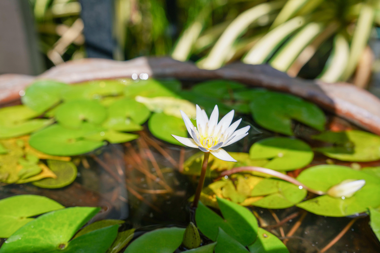 Bangkok Green Oasis Nature Bike Tour