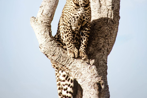 Nairobi to the Mara: 3-Day Private Romantic Safari Escape Nairobi: 3-Day Maasai Mara Private Safari for Couples