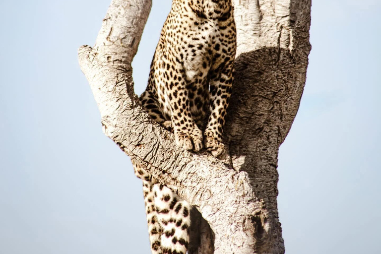 Nairobi to the Mara: 3-Day Private Romantic Safari Escape Nairobi: 3-Day Maasai Mara Private Safari for Couples