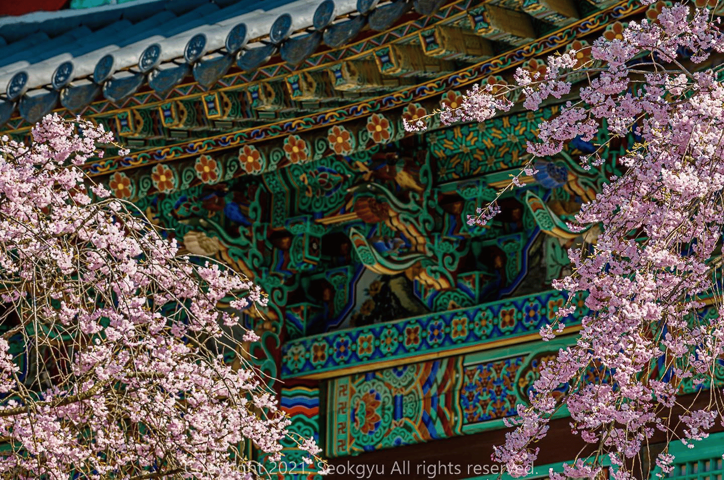 [Königskirschblüte] Jeonju + Wansan-Park und Hanok-Dorf
