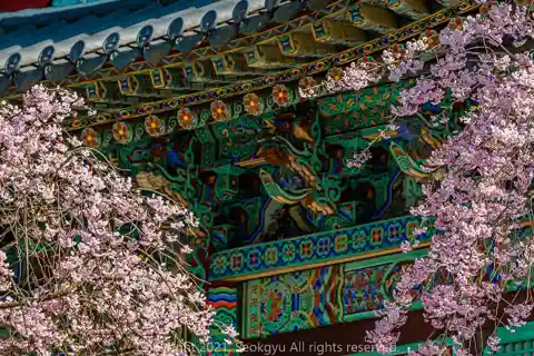 [King Cherry Blossom] Jeonju + Wansan Park and Gakwonsa