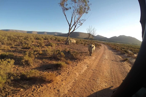 Big Five Safari och Breede River Valley Guidad dagsutflykt