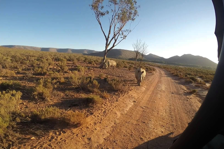 Big Five Safari en Breede River Valley begeleide dagtrip