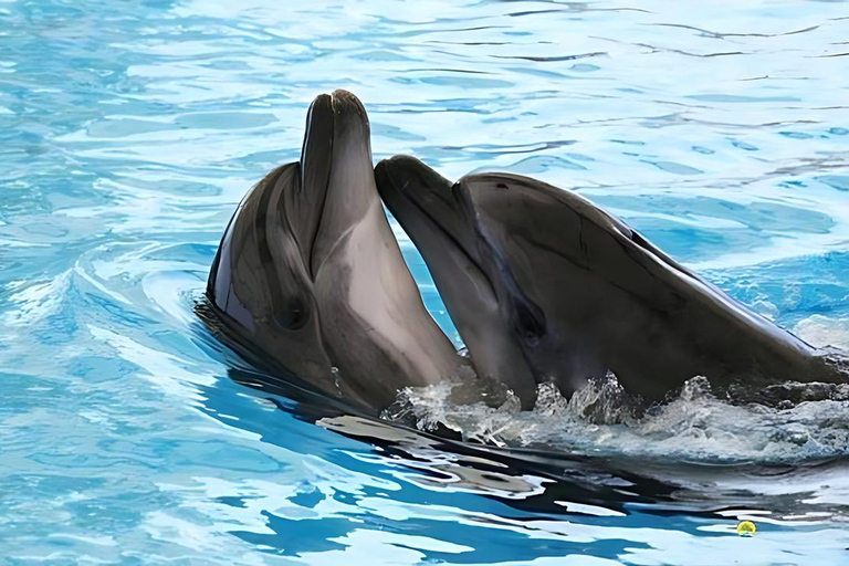 Dolphin Island Tour with Lunch, Swim & Foam Party