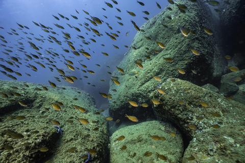 Cham Islands: Scuba Diving Experience with 2 Divemaster Opts PADI Scuba + Snorkeling (1 Dive + 1 Snorkel)