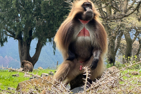 From Addis: Blue Nile Gorge, Baboons & Waterfalls