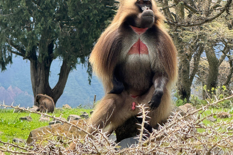 From Addis: Blue Nile Gorge, Baboons & Waterfalls