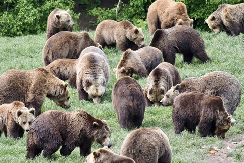 Bear Sanctuary & Bran Castle Transylvania Day Tour Bear Sanctuary and Transylvania Day Tour (Full Day)