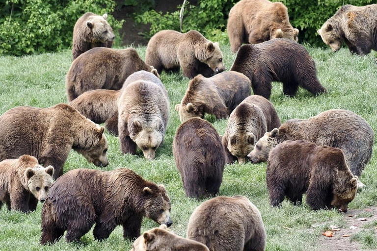 Bear Sanctuary & Bran Castle Transylvania Day Tour Libearty Bear Sanctuary Private Visit from Brasov