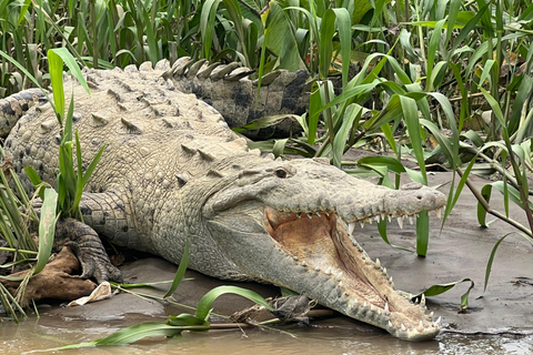 RÍO TARCOLES: SAFARI DE COCODRILOS EN LA SELVA Y OBSERVACIÓN DE AVES