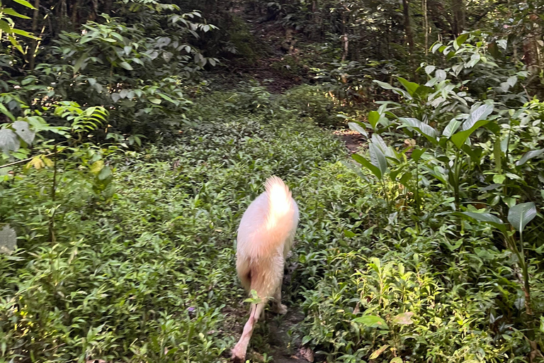 Caguas : Aventure dans les cascades et les grottes