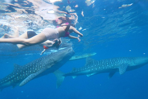 Cebu: Oslob Whale Shark Experience & Kawasan Canyoneering