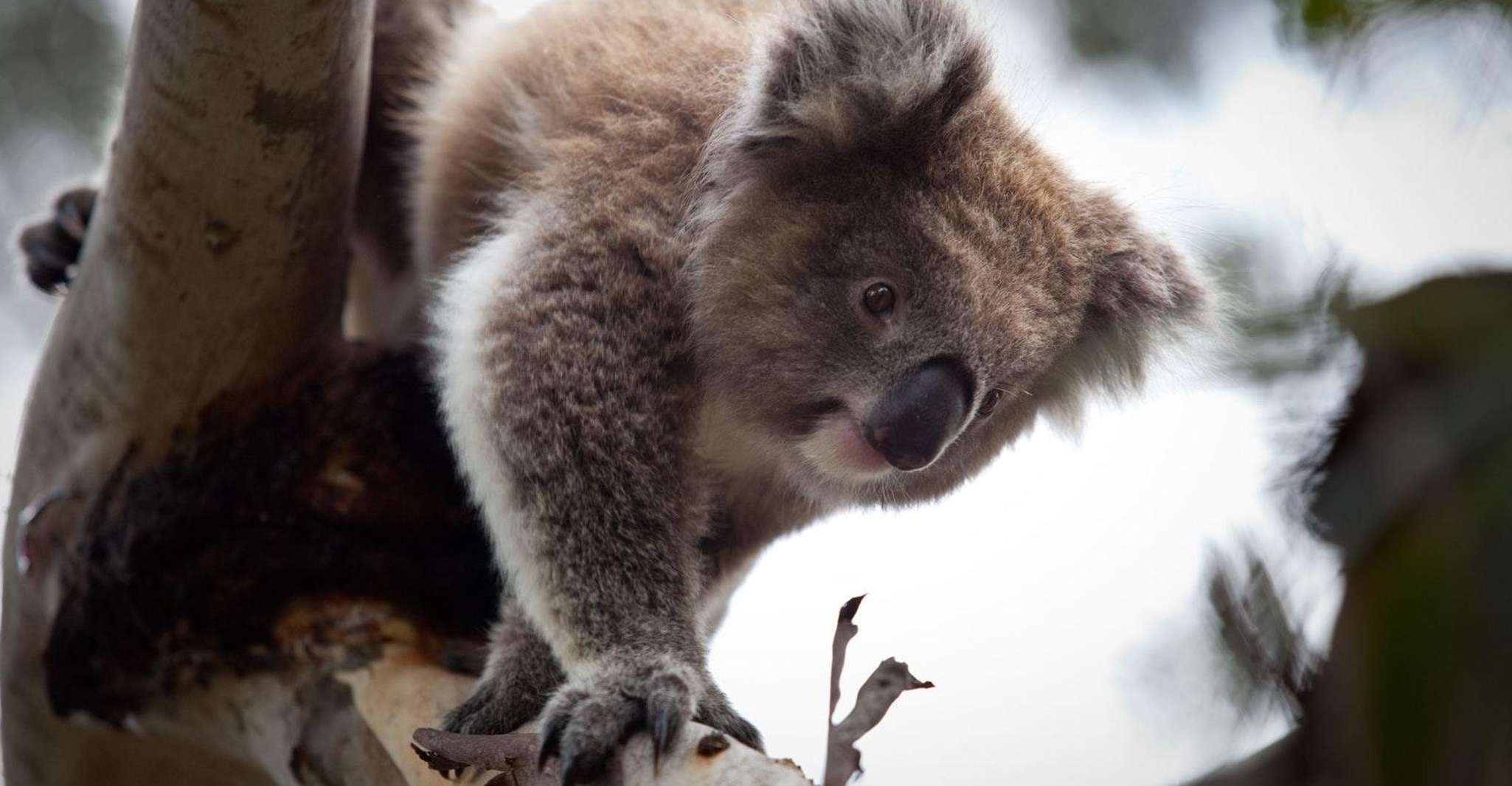 Melbourne: Moonlit Sanctuary and Brighton Beach Boxes Tour photo 3