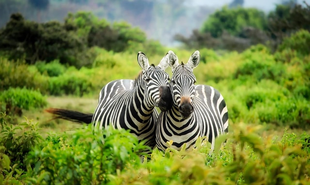 Arusha:4-Days Group Joining Safari to Serengeti & Ngorongoro