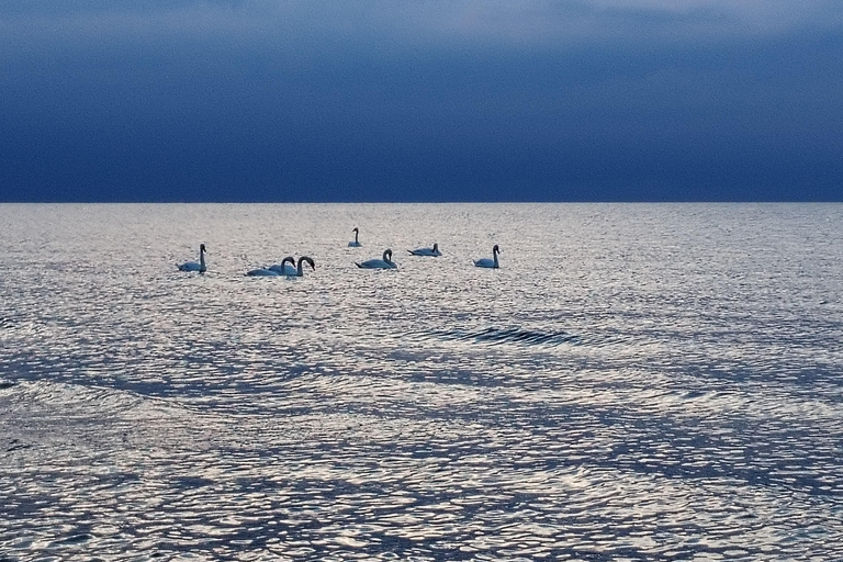 Bird Watching tour in Natural Park near Riga (Latvia)