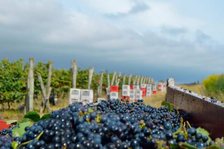 Visita alla cantina MoizoVisita alla Cantina Moizo con pranzo