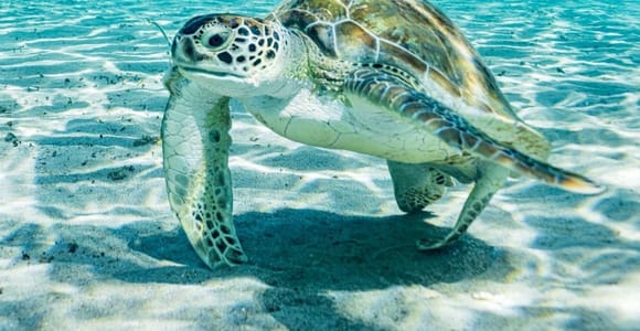 Island Treasures: Flamingoes, Caves, Turtles and Beach Break
