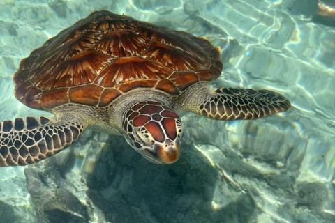 Zanzibar: Sea turtle Swim at Salam cave in Kizimkazi village Zanzibar: Swim with sanctuary Tortoise at salam and transfer