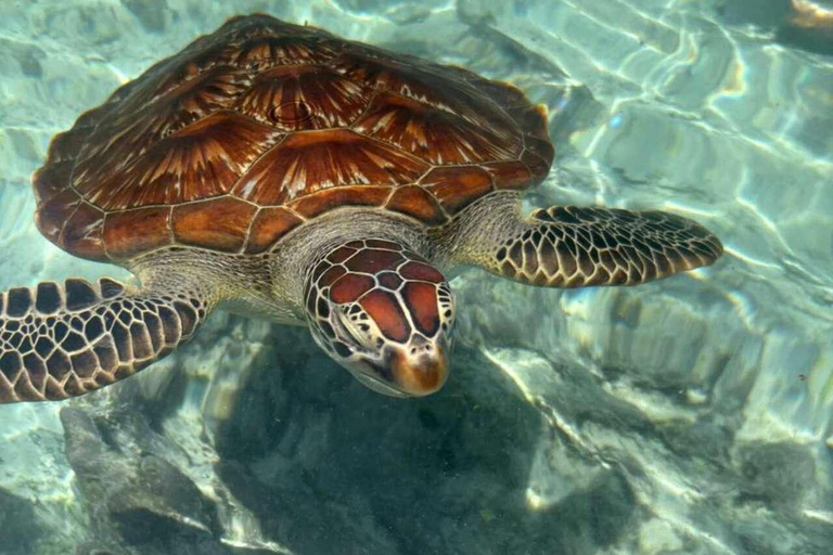 Zanzibar: Sea turtle Swim at Salam cave in Kizimkazi village Zanzibar: Swim with sanctuary Tortoise at salam and transfer