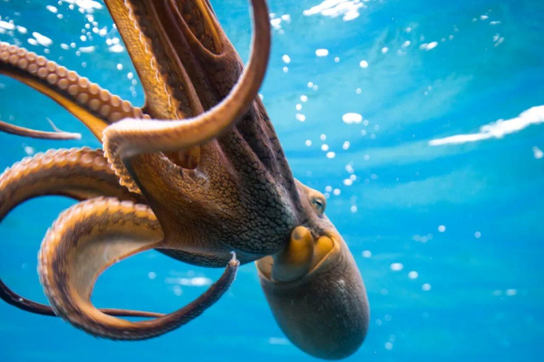 Honolulu: Crucero con esnórquel y fuegos artificiales al atardecer