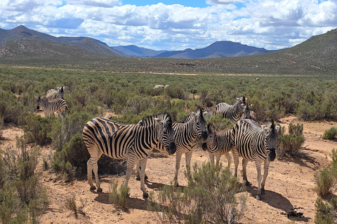 Cape Town: Cruise Passengers sunset Safari & Wine Tour