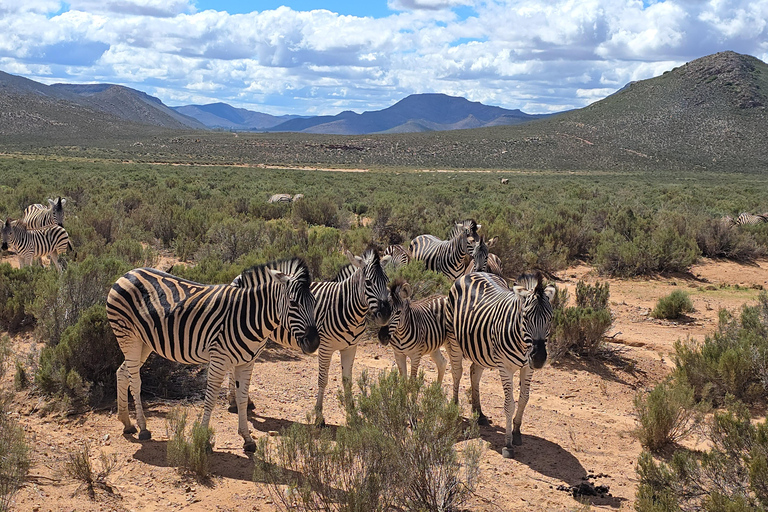 Cape Town: Cruise Passengers sunset Safari & Wine Tour