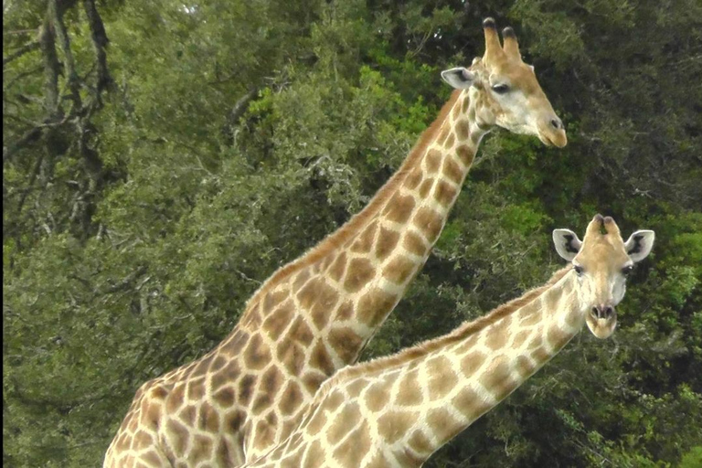 Schotia Safari – Big 5 Experience with High Lion Sightings