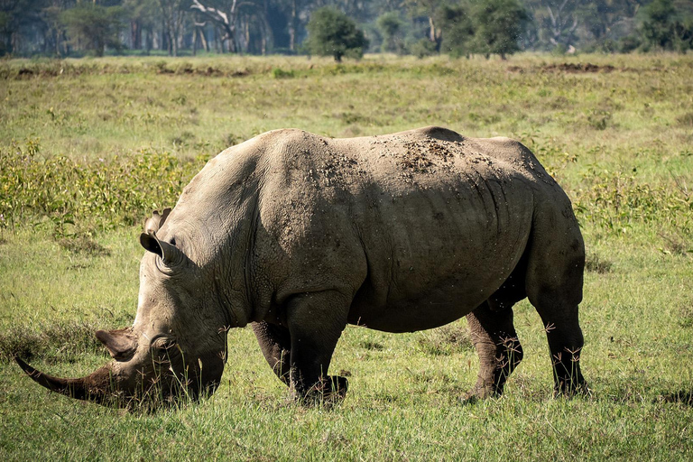 4-Day Masai Mara & Lake Nakuru Safari