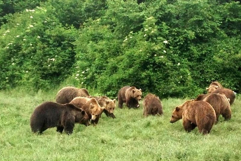 From Brasov: Bear Sanctuary, Bran Castle & Alpine Ride Bear Sanctuary & Bran Castle