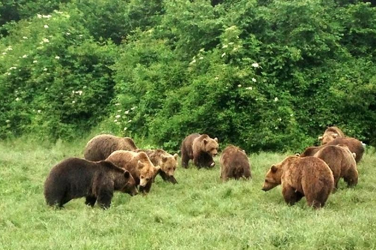 From Brasov: Bear Sanctuary, Bran Castle & Alpine Ride Bear Sanctuary & Bran Castle