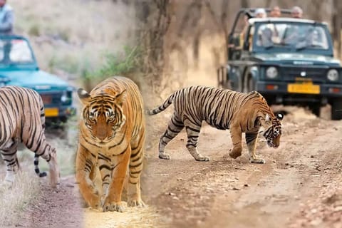 From Delhi: 5-Day Golden Triangle & Ranthambore Tiger Safari