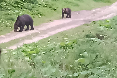 Brașov: 4-Hour Bear Watching Tour in Carpathian Mountains
