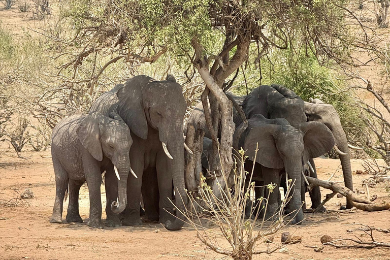 From Livingstone: Chobe Half-Day Game Drive Safari