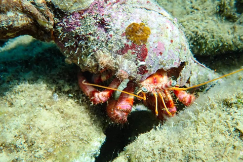 Agia Pelagia: nurkowanie dla dzieci