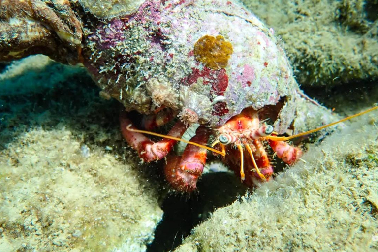 Agia Pelagia: nurkowanie dla dzieci