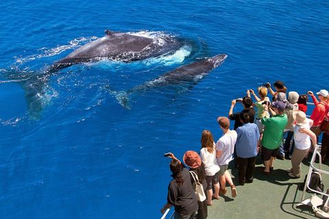 Samaná: Whale Watching Tour with Snacks