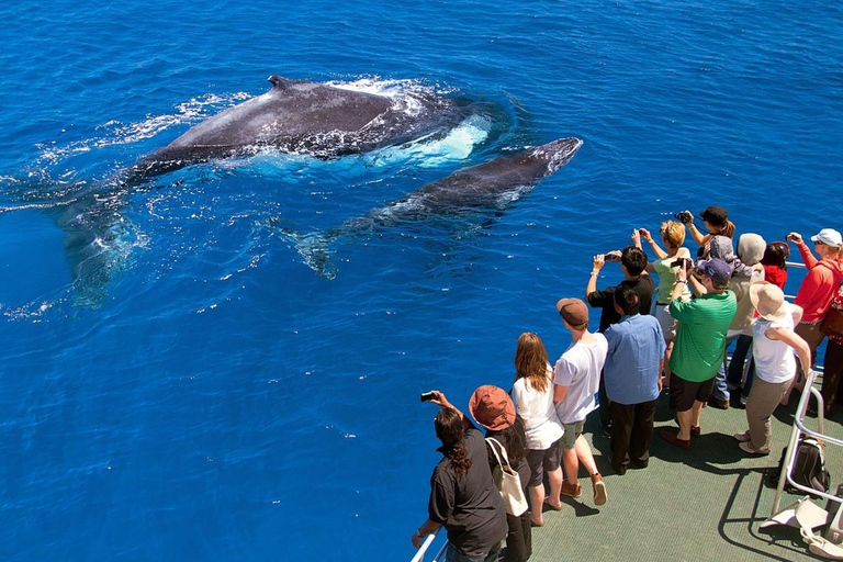 Samaná: Whale Watching Tour with Snacks