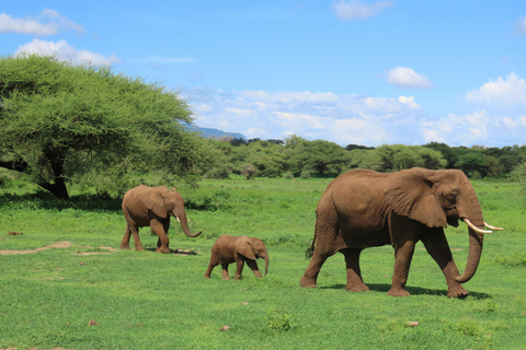 Arusha: 4-Day Ngorongoro, Tarangire, and Materuni Lodge Tour