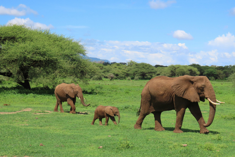 Arusha: 4-Day Ngorongoro, Tarangire, and Materuni Lodge Tour