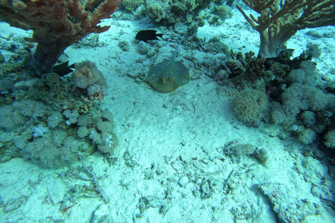 Djerba: Scuba Diving & Seabed Discovery Djerba: Scuba Diving & Seabed Exploration