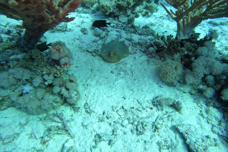 Djerba: Scuba Diving & Seabed Discovery Djerba: Scuba Diving & Seabed Exploration