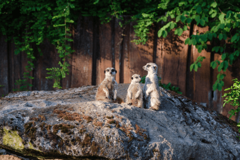 Bilet jednodniowy do zoo w Schwerinie