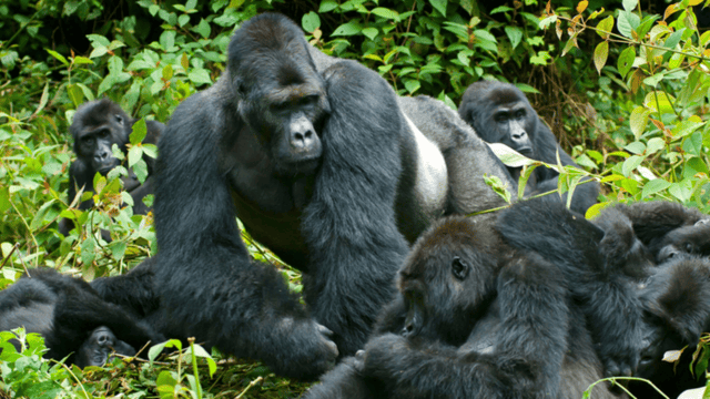 4-Day Gorillas and Golden Monkeys Safari Rwanda to Uganda