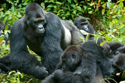 4-Day Gorillas and Golden Monkeys Safari Rwanda to Uganda
