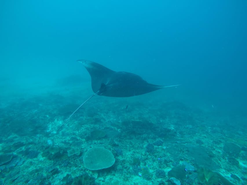Nusa Penida, Bali Manta Ray Nests Guided Snorkeling Tour GetYourGuide