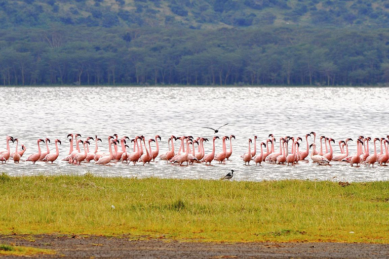 Safari de 4 días en el Parque Nacional de Masaai Mara y Lago Nakuru