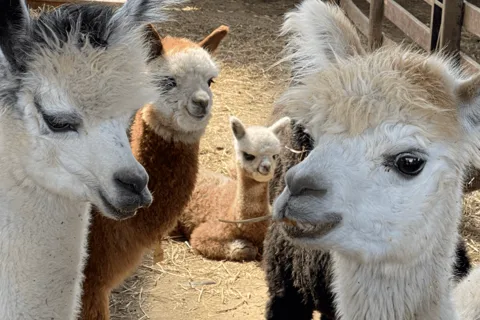 From Santiago: Inca Lake and Alpaca Farm