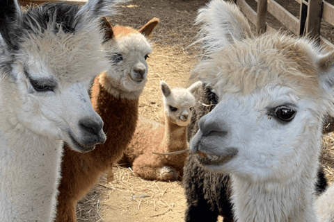 Santiago: Private Inca Lake and Alpaca Farm or Vineyard